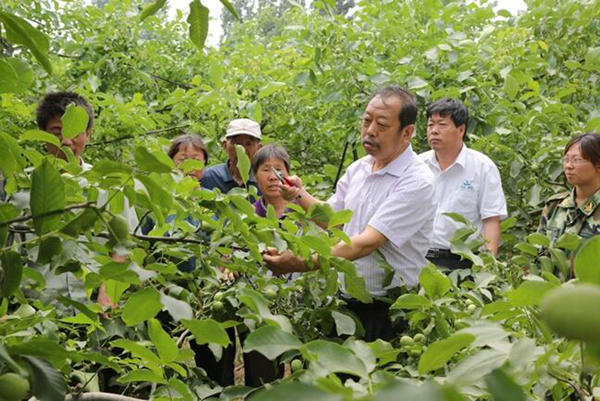图为李保国在田间为田舍解说核桃栽培实用技术。